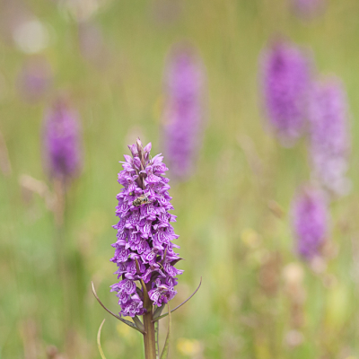 <i class='fa fa-user'></i>&nbsp;susan meijnders&nbsp;|  Gevlekte Rietorchis&nbsp; <i class='fa fa-eye'>&nbsp;94</i> &nbsp;<i class='fa fa-thumbs-up'>&nbsp;6</i> &nbsp; <i class='fa fa-comment-o'>&nbsp;8</i>