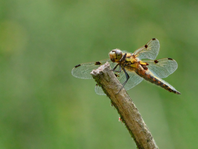 <i class='fa fa-user'></i>&nbsp;janvangastel&nbsp;|  Viervlek&nbsp; <i class='fa fa-eye'>&nbsp;60</i> &nbsp;<i class='fa fa-thumbs-up'>&nbsp;4</i> &nbsp; <i class='fa fa-comment-o'>&nbsp;2</i>