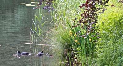 <i class='fa fa-user'></i>&nbsp;hesterb&nbsp;|  Vijveroever. Beplanting en leven&nbsp; <i class='fa fa-eye'>&nbsp;75</i> &nbsp;<i class='fa fa-thumbs-up'>&nbsp;2</i> &nbsp; <i class='fa fa-comment-o'>&nbsp;1</i>