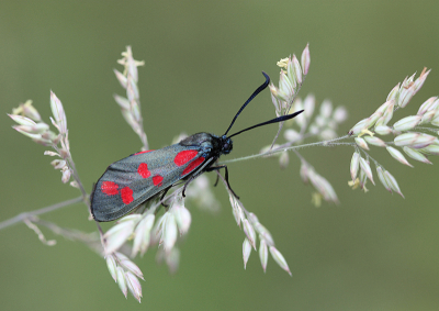 <i class='fa fa-user'></i>&nbsp;Paul Vandebroek&nbsp;|  Sint-jansvlinder&nbsp; <i class='fa fa-eye'>&nbsp;68</i> &nbsp;<i class='fa fa-thumbs-up'>&nbsp;10</i> &nbsp; <i class='fa fa-comment-o'>&nbsp;4</i>