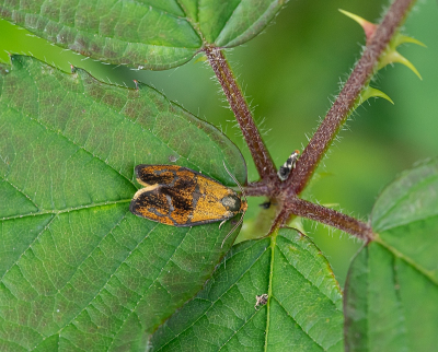 <i class='fa fa-user'></i>&nbsp;Tim Oord&nbsp;|  Koraalbladroller&nbsp; <i class='fa fa-eye'>&nbsp;54</i> &nbsp;<i class='fa fa-thumbs-up'>&nbsp;1</i> &nbsp; <i class='fa fa-comment-o'>&nbsp;4</i>