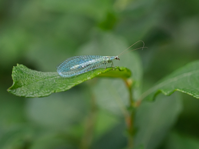 <i class='fa fa-user'></i>&nbsp;Tim Oord&nbsp;|  Gewone Gaasvlieg&nbsp; <i class='fa fa-eye'>&nbsp;55</i> &nbsp;<i class='fa fa-thumbs-up'>&nbsp;4</i> &nbsp; <i class='fa fa-comment-o'>&nbsp;0</i>