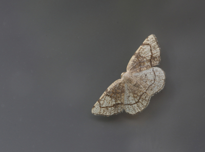 <i class='fa fa-user'></i>&nbsp;Ad Sprang&nbsp;|  Drievlekspanner&nbsp; <i class='fa fa-eye'>&nbsp;64</i> &nbsp;<i class='fa fa-thumbs-up'>&nbsp;3</i> &nbsp; <i class='fa fa-comment-o'>&nbsp;3</i>