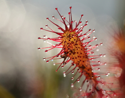 <i class='fa fa-user'></i>&nbsp;Meindert&nbsp;|  Kleine Zonnedauw&nbsp; <i class='fa fa-eye'>&nbsp;51</i> &nbsp;<i class='fa fa-thumbs-up'>&nbsp;2</i> &nbsp; <i class='fa fa-comment-o'>&nbsp;2</i>