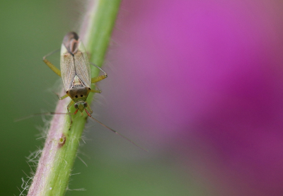 <i class='fa fa-user'></i>&nbsp;rixte&nbsp;|  Mediterrane Prachtblindwants&nbsp; <i class='fa fa-eye'>&nbsp;56</i> &nbsp;<i class='fa fa-thumbs-up'>&nbsp;2</i> &nbsp; <i class='fa fa-comment-o'>&nbsp;1</i>