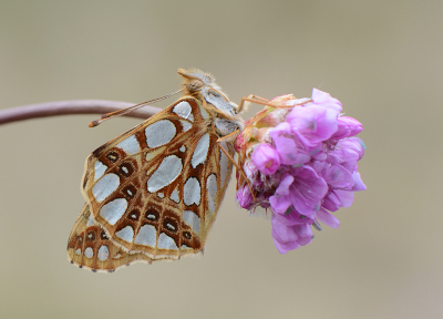 <i class='fa fa-user'></i>&nbsp;koekieman&nbsp;|  Kleine Parelmoervlinder&nbsp; <i class='fa fa-eye'>&nbsp;87</i> &nbsp;<i class='fa fa-thumbs-up'>&nbsp;2</i> &nbsp; <i class='fa fa-comment-o'>&nbsp;2</i>