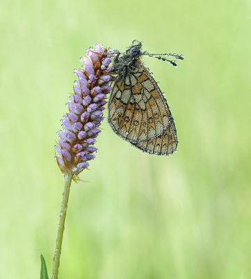 <i class='fa fa-user'></i>&nbsp;Jurgen Maassen&nbsp;|  Ringoogparelmoervlinder&nbsp; <i class='fa fa-eye'>&nbsp;88</i> &nbsp;<i class='fa fa-thumbs-up'>&nbsp;10</i> &nbsp; <i class='fa fa-comment-o'>&nbsp;4</i>