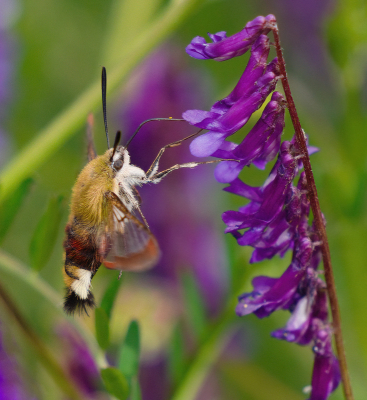 <i class='fa fa-user'></i>&nbsp;janvangastel&nbsp;|  Glasvleugelpijlstaart&nbsp; <i class='fa fa-eye'>&nbsp;83</i> &nbsp;<i class='fa fa-thumbs-up'>&nbsp;6</i> &nbsp; <i class='fa fa-comment-o'>&nbsp;3</i>