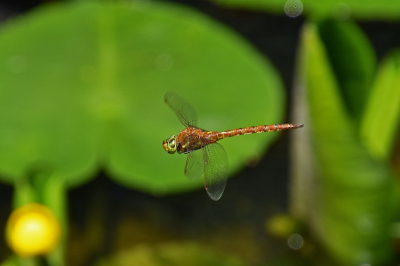 <i class='fa fa-user'></i>&nbsp;kooyammers&nbsp;|  Vroege Glazenmaker&nbsp; <i class='fa fa-eye'>&nbsp;74</i> &nbsp;<i class='fa fa-thumbs-up'>&nbsp;4</i> &nbsp; <i class='fa fa-comment-o'>&nbsp;2</i>