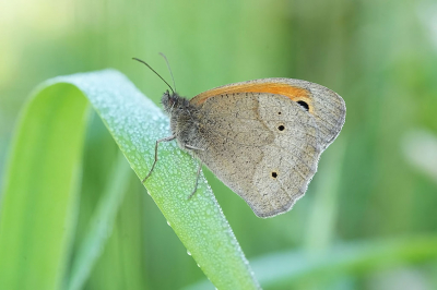 <i class='fa fa-user'></i>&nbsp;David Ruijs&nbsp;|  Bruin Zandoogje&nbsp; <i class='fa fa-eye'>&nbsp;42</i> &nbsp;<i class='fa fa-thumbs-up'>&nbsp;3</i> &nbsp; <i class='fa fa-comment-o'>&nbsp;5</i>