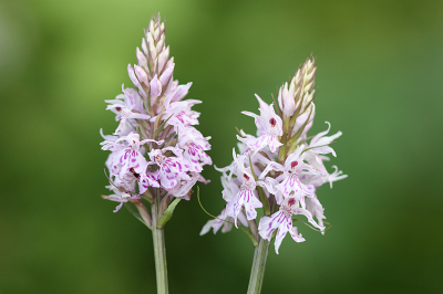 <i class='fa fa-user'></i>&nbsp;Paul Vandebroek&nbsp;|  Bosorchis&nbsp; <i class='fa fa-eye'>&nbsp;58</i> &nbsp;<i class='fa fa-thumbs-up'>&nbsp;4</i> &nbsp; <i class='fa fa-comment-o'>&nbsp;3</i>