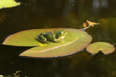 <i class='fa fa-user'></i>&nbsp;frbeuming&nbsp;|  Groene Kikker sp.&nbsp; <i class='fa fa-eye'>&nbsp;100</i> &nbsp;<i class='fa fa-thumbs-up'>&nbsp;2</i> &nbsp; <i class='fa fa-comment-o'>&nbsp;4</i>