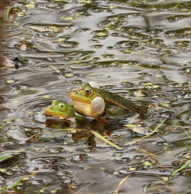 <i class='fa fa-user'></i>&nbsp;Tineke Strijbosch&nbsp;|  Groene Kikker sp.&nbsp; <i class='fa fa-eye'>&nbsp;67</i> &nbsp;<i class='fa fa-thumbs-up'>&nbsp;3</i> &nbsp; <i class='fa fa-comment-o'>&nbsp;0</i>