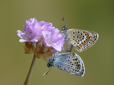 <i class='fa fa-user'></i>&nbsp;Mignon-Creative&nbsp;|  Heideblauwtje&nbsp; <i class='fa fa-eye'>&nbsp;55</i> &nbsp;<i class='fa fa-thumbs-up'>&nbsp;8</i> &nbsp; <i class='fa fa-comment-o'>&nbsp;4</i>