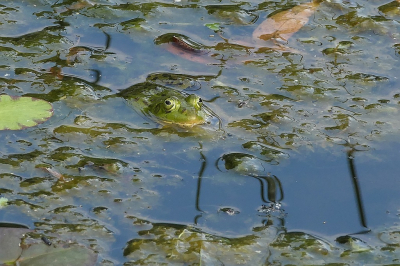 <i class='fa fa-user'></i>&nbsp;frbeuming&nbsp;|  Groene Kikker sp.&nbsp; <i class='fa fa-eye'>&nbsp;27</i> &nbsp;<i class='fa fa-thumbs-up'>&nbsp;1</i> &nbsp; <i class='fa fa-comment-o'>&nbsp;0</i>