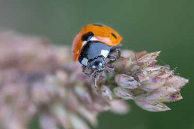 <i class='fa fa-user'></i>&nbsp;harrie69&nbsp;|  Zevenstippelig Lieveheersbeestje&nbsp; <i class='fa fa-eye'>&nbsp;51</i> &nbsp;<i class='fa fa-thumbs-up'>&nbsp;2</i> &nbsp; <i class='fa fa-comment-o'>&nbsp;2</i>