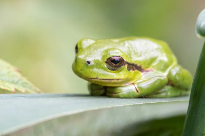 <i class='fa fa-user'></i>&nbsp;harrie69&nbsp;|  Europese Boomkikker&nbsp; <i class='fa fa-eye'>&nbsp;71</i> &nbsp;<i class='fa fa-thumbs-up'>&nbsp;3</i> &nbsp; <i class='fa fa-comment-o'>&nbsp;6</i>