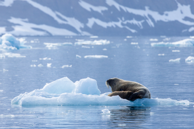 <i class='fa fa-user'></i>&nbsp;Arjen Drost&nbsp;|  Walrus&nbsp; <i class='fa fa-eye'>&nbsp;73</i> &nbsp;<i class='fa fa-thumbs-up'>&nbsp;1</i> &nbsp; <i class='fa fa-comment-o'>&nbsp;2</i>