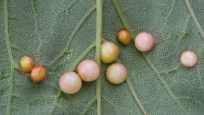 <i class='fa fa-user'></i>&nbsp;Robert Rodenburg&nbsp;|  Esdoorngalwesp&nbsp; <i class='fa fa-eye'>&nbsp;57</i> &nbsp;<i class='fa fa-thumbs-up'>&nbsp;2</i> &nbsp; <i class='fa fa-comment-o'>&nbsp;8</i>