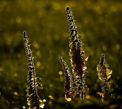 <i class='fa fa-user'></i>&nbsp;Truus Aletta Maan&nbsp;|  Vingerhoedskruid&nbsp; <i class='fa fa-eye'>&nbsp;63</i> &nbsp;<i class='fa fa-thumbs-up'>&nbsp;1</i> &nbsp; <i class='fa fa-comment-o'>&nbsp;1</i>