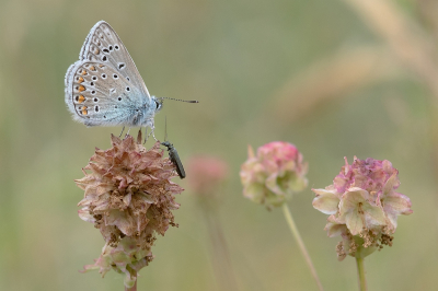 <i class='fa fa-user'></i>&nbsp;Johan van Gurp&nbsp;|  Icarusblauwtje&nbsp; <i class='fa fa-eye'>&nbsp;61</i> &nbsp;<i class='fa fa-thumbs-up'>&nbsp;7</i> &nbsp; <i class='fa fa-comment-o'>&nbsp;2</i>