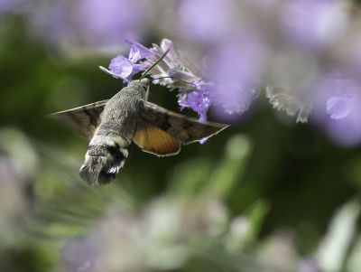 <i class='fa fa-user'></i>&nbsp;henksteen&nbsp;|  Kolibrievlinder&nbsp; <i class='fa fa-eye'>&nbsp;69</i> &nbsp;<i class='fa fa-thumbs-up'>&nbsp;1</i> &nbsp; <i class='fa fa-comment-o'>&nbsp;4</i>