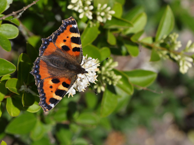 <i class='fa fa-user'></i>&nbsp;Ad Sprang&nbsp;|  Kleine Vos&nbsp; <i class='fa fa-eye'>&nbsp;109</i> &nbsp;<i class='fa fa-thumbs-up'>&nbsp;2</i> &nbsp; <i class='fa fa-comment-o'>&nbsp;3</i>