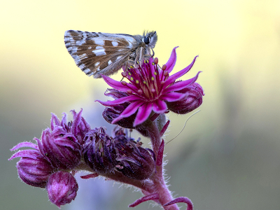 <i class='fa fa-user'></i>&nbsp;Mignon-Creative&nbsp;|  Frans Spikkeldikkopje&nbsp; <i class='fa fa-eye'>&nbsp;62</i> &nbsp;<i class='fa fa-thumbs-up'>&nbsp;5</i> &nbsp; <i class='fa fa-comment-o'>&nbsp;1</i>