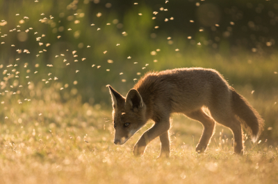 <i class='fa fa-user'></i>&nbsp;Patrick Blom&nbsp;|  Vos&nbsp; <i class='fa fa-eye'>&nbsp;124</i> &nbsp;<i class='fa fa-thumbs-up'>&nbsp;9</i> &nbsp; <i class='fa fa-comment-o'>&nbsp;6</i>