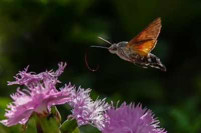 <i class='fa fa-user'></i>&nbsp;Jacolienl&nbsp;|  Kolibrievlinder&nbsp; <i class='fa fa-eye'>&nbsp;83</i> &nbsp;<i class='fa fa-thumbs-up'>&nbsp;8</i> &nbsp; <i class='fa fa-comment-o'>&nbsp;6</i>