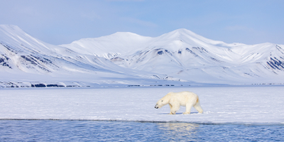 <i class='fa fa-user'></i>&nbsp;Arjen Drost&nbsp;|  IJsbeer&nbsp; <i class='fa fa-eye'>&nbsp;81</i> &nbsp;<i class='fa fa-thumbs-up'>&nbsp;3</i> &nbsp; <i class='fa fa-comment-o'>&nbsp;4</i>