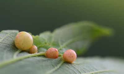 <i class='fa fa-user'></i>&nbsp;Robert Rodenburg&nbsp;|  Esdoorngalwesp&nbsp; <i class='fa fa-eye'>&nbsp;48</i> &nbsp;<i class='fa fa-thumbs-up'>&nbsp;2</i> &nbsp; <i class='fa fa-comment-o'>&nbsp;2</i>