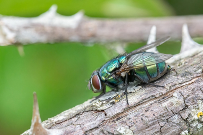 Wat kunnen sommige insecten toch mooi zijn als je ze gedetailleerd bekijkt. Dit ondanks dat het in dit geval niet zo'n fris insect is.