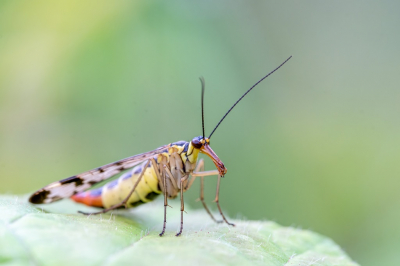 <i class='fa fa-user'></i>&nbsp;harrie69&nbsp;|  Gewone Schorpioenvlieg&nbsp; <i class='fa fa-eye'>&nbsp;64</i> &nbsp; <i class='fa fa-comment-o'>&nbsp;1</i>