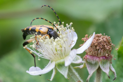 Wellicht is deze foto niet voor iedereen even interessant, door het missen van het hoofd. Ik vond het mooi om te zien hoe deze boktor zich vol overgave op deze bloem stortte. Blijkbaar was hij/zij hongerig.