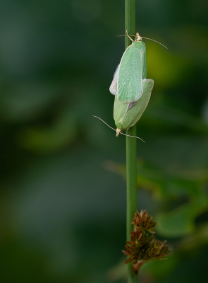 <i class='fa fa-user'></i>&nbsp;Tim Oord&nbsp;|  Groene Eikenbladroller&nbsp; <i class='fa fa-eye'>&nbsp;51</i> &nbsp; <i class='fa fa-comment-o'>&nbsp;2</i>