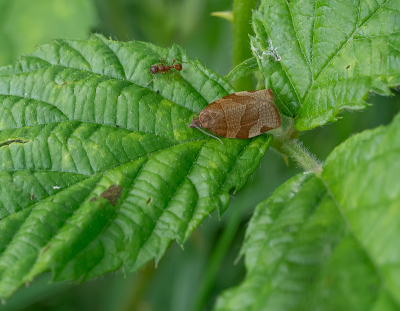 <i class='fa fa-user'></i>&nbsp;Tim Oord&nbsp;|  Kersenbladroller&nbsp; <i class='fa fa-eye'>&nbsp;41</i> &nbsp; <i class='fa fa-comment-o'>&nbsp;0</i>