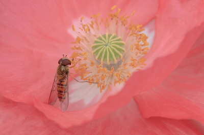 <i class='fa fa-user'></i>&nbsp;Johan van Gurp&nbsp;|  Snorzweefvlieg&nbsp; <i class='fa fa-eye'>&nbsp;69</i> &nbsp;<i class='fa fa-thumbs-up'>&nbsp;9</i> &nbsp; <i class='fa fa-comment-o'>&nbsp;4</i>