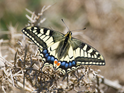 <i class='fa fa-user'></i>&nbsp;Peter van Eijk&nbsp;|  Koninginnenpage&nbsp; <i class='fa fa-eye'>&nbsp;90</i> &nbsp;<i class='fa fa-thumbs-up'>&nbsp;1</i> &nbsp; <i class='fa fa-comment-o'>&nbsp;1</i>