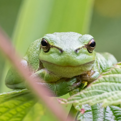 Helaas was het erg moeilijk om een Boomkikker van voren te fotograferen in de bramenstruiken. Bij deze is het redelijk gelukt. Ik heb de storende tak niet in PS verwijderd, omdat ik het dan te gekunsteld vind.