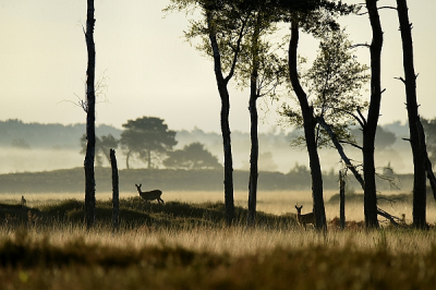 <i class='fa fa-user'></i>&nbsp;robert-jan&nbsp;|  Ree&nbsp; <i class='fa fa-eye'>&nbsp;114</i> &nbsp;<i class='fa fa-thumbs-up'>&nbsp;3</i> &nbsp; <i class='fa fa-comment-o'>&nbsp;7</i>