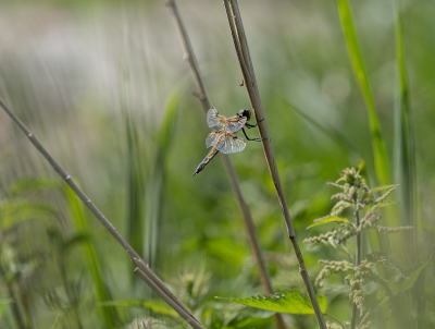 <i class='fa fa-user'></i>&nbsp;Tim Oord&nbsp;|  Viervlek&nbsp; <i class='fa fa-eye'>&nbsp;57</i> &nbsp;<i class='fa fa-thumbs-up'>&nbsp;4</i> &nbsp; <i class='fa fa-comment-o'>&nbsp;3</i>