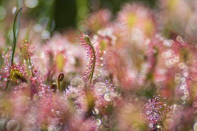 <i class='fa fa-user'></i>&nbsp;Bertus&nbsp;|  Kleine Zonnedauw&nbsp; <i class='fa fa-eye'>&nbsp;84</i> &nbsp;<i class='fa fa-thumbs-up'>&nbsp;8</i> &nbsp; <i class='fa fa-comment-o'>&nbsp;12</i>