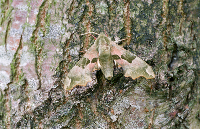 <i class='fa fa-user'></i>&nbsp;Ties Niehof&nbsp;|  Lindepijlstaart&nbsp; <i class='fa fa-eye'>&nbsp;88</i> &nbsp;<i class='fa fa-thumbs-up'>&nbsp;4</i> &nbsp; <i class='fa fa-comment-o'>&nbsp;7</i>