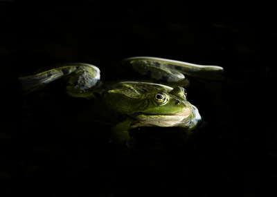 <i class='fa fa-user'></i>&nbsp;Truus Aletta Maan&nbsp;|  Groene Kikker sp.&nbsp; <i class='fa fa-eye'>&nbsp;87</i> &nbsp;<i class='fa fa-thumbs-up'>&nbsp;3</i> &nbsp; <i class='fa fa-comment-o'>&nbsp;6</i>