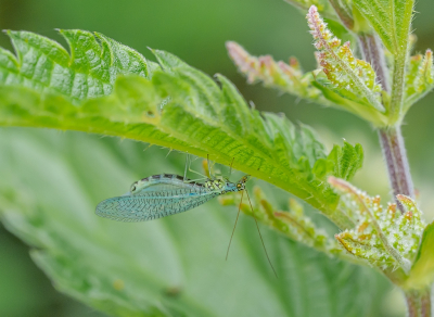 <i class='fa fa-user'></i>&nbsp;Tim Oord&nbsp;|  Gewone Gaasvlieg&nbsp; <i class='fa fa-eye'>&nbsp;46</i> &nbsp;<i class='fa fa-thumbs-up'>&nbsp;1</i> &nbsp; <i class='fa fa-comment-o'>&nbsp;1</i>