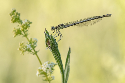 <i class='fa fa-user'></i>&nbsp;Johan van Gurp&nbsp;|  Blauwe Breedscheenjuffer&nbsp; <i class='fa fa-eye'>&nbsp;54</i> &nbsp;<i class='fa fa-thumbs-up'>&nbsp;4</i> &nbsp; <i class='fa fa-comment-o'>&nbsp;4</i>