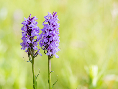 <i class='fa fa-user'></i>&nbsp;Mignon-Creative&nbsp;|  Gewone Rietorchis&nbsp; <i class='fa fa-eye'>&nbsp;67</i> &nbsp;<i class='fa fa-thumbs-up'>&nbsp;2</i> &nbsp; <i class='fa fa-comment-o'>&nbsp;3</i>