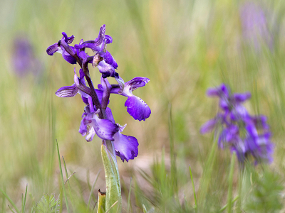 <i class='fa fa-user'></i>&nbsp;Mignon-Creative&nbsp;|  Harlekijn&nbsp; <i class='fa fa-eye'>&nbsp;59</i> &nbsp;<i class='fa fa-thumbs-up'>&nbsp;3</i> &nbsp; <i class='fa fa-comment-o'>&nbsp;2</i>