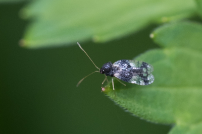 <i class='fa fa-user'></i>&nbsp;Gert-Jan Cromwijk&nbsp;|  Rotsheidenetwants&nbsp; <i class='fa fa-eye'>&nbsp;65</i> &nbsp; <i class='fa fa-comment-o'>&nbsp;1</i>